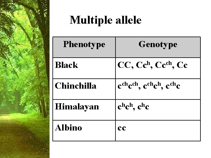 Multiple allele Phenotype Genotype Black CC, Cch, Cc Chinchilla cchcch, cchc Himalayan chch, chc