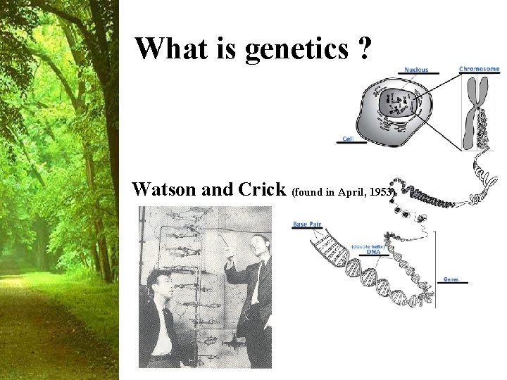 What is genetics ? Watson and Crick (found in April, 1953) 