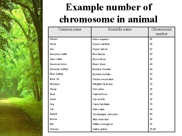 Example number of chromosome in animal Common name Human Horse Ass European cattle Zebu