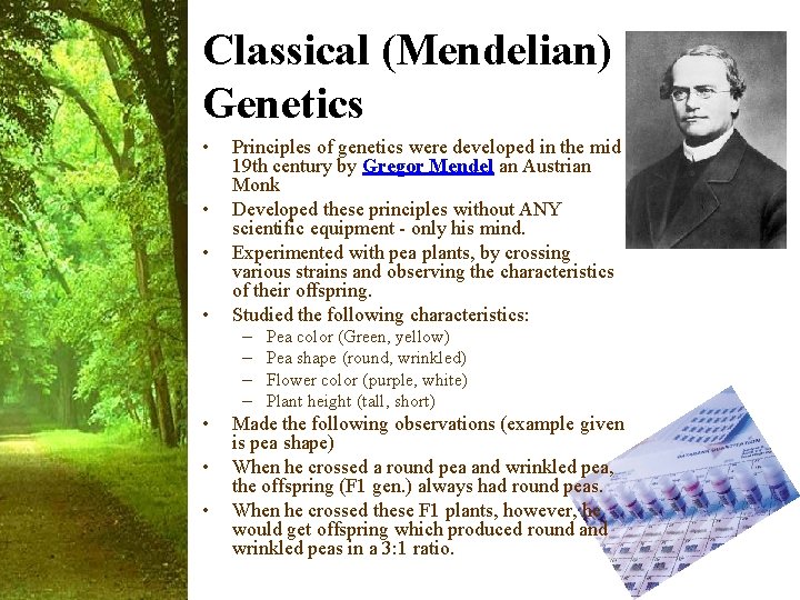 Classical (Mendelian) Genetics • • Principles of genetics were developed in the mid 19