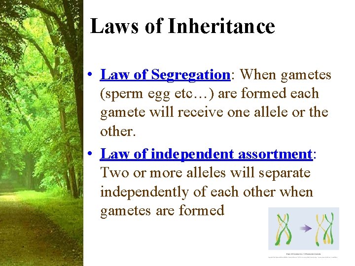Laws of Inheritance • Law of Segregation: When gametes (sperm egg etc…) are formed