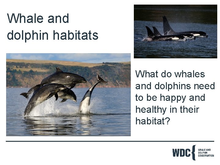 Whale and dolphin habitats What do whales and dolphins need to be happy and