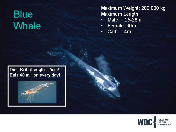 Blue Whale Diet: Krill (Length = 5 cm!) Eats 40 million every day! Maximum