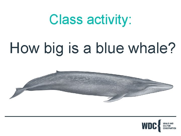 Class activity: How big is a blue whale? 