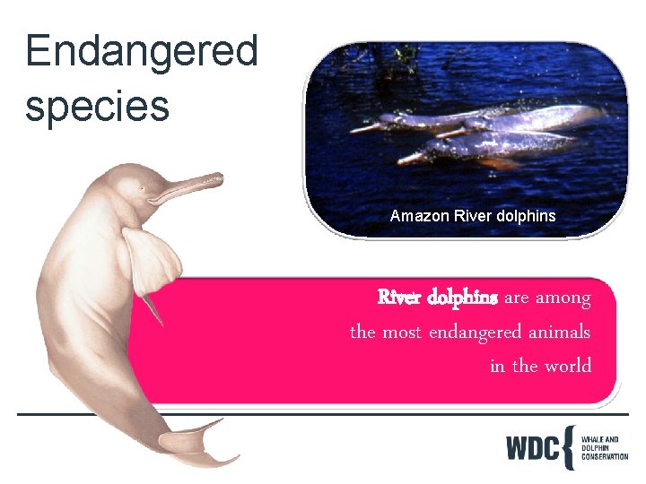 Endangered species Amazon River dolphins are among the most endangered animals in the world