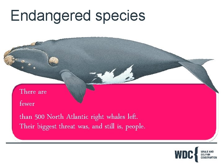 Endangered species There are fewer than 500 North Atlantic right whales left. Their biggest