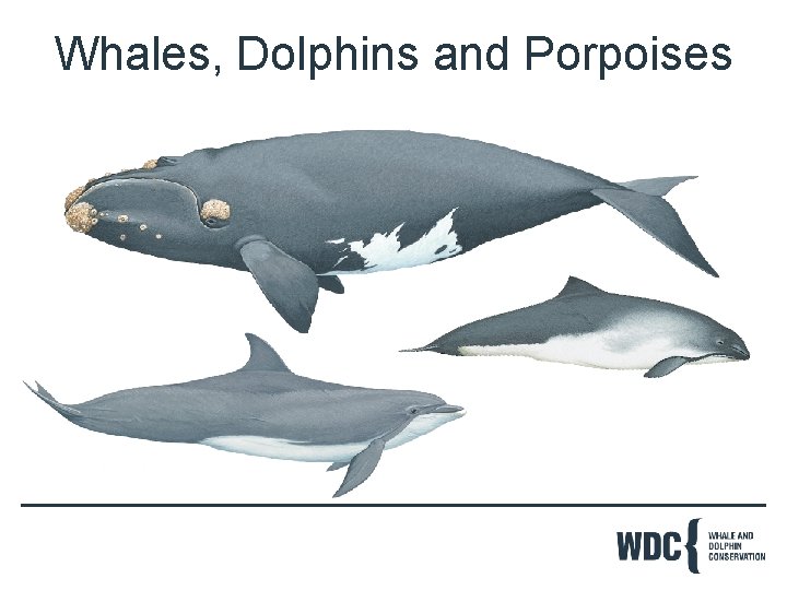 Whales, Dolphins and Porpoises 