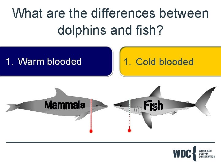 What are the differences between dolphins and fish? 1. Warm blooded 1. Cold blooded