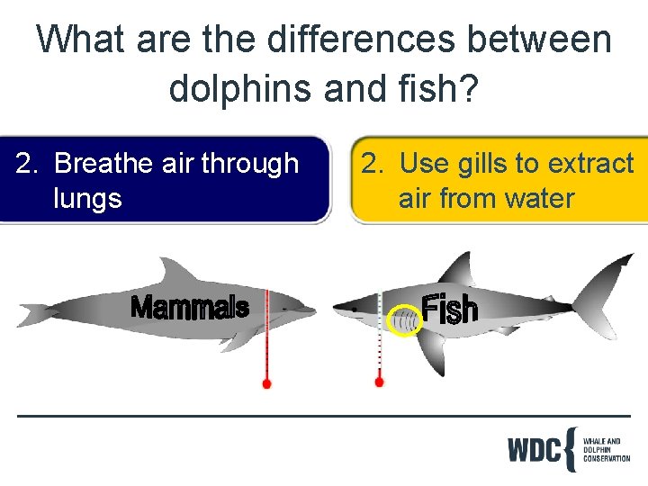 What are the differences between dolphins and fish? 2. Breathe air through lungs 2.