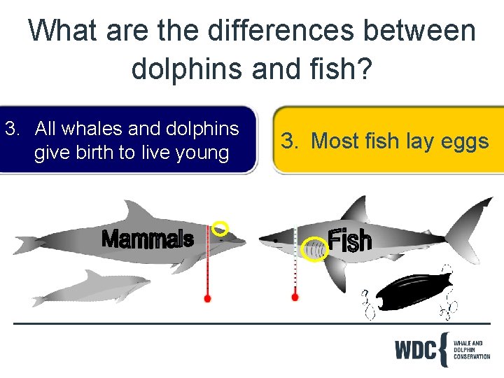 What are the differences between dolphins and fish? 3. All whales and dolphins give