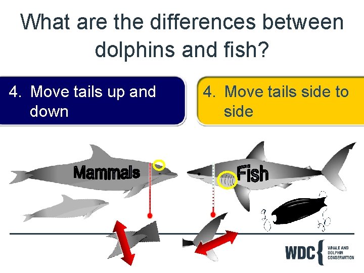 What are the differences between dolphins and fish? 4. Move tails up and down