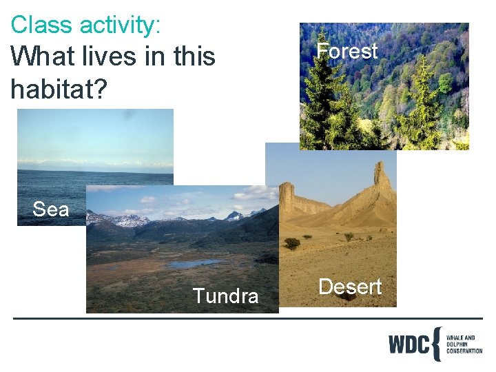 Class activity: What lives in this habitat? Forest Sea Tundra Desert 