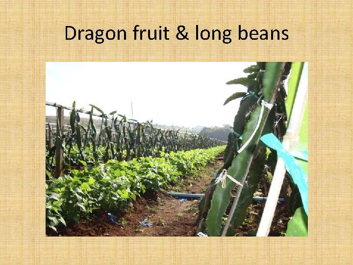 Dragon fruit & long beans 