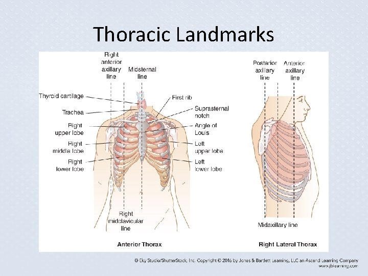Thoracic Landmarks Thoracic Landmarks
