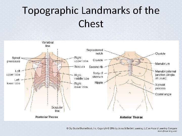 Topographic Landmarks of the Chest Anterior Thorax Topographic Landmarks of the Chest Anterior Thorax