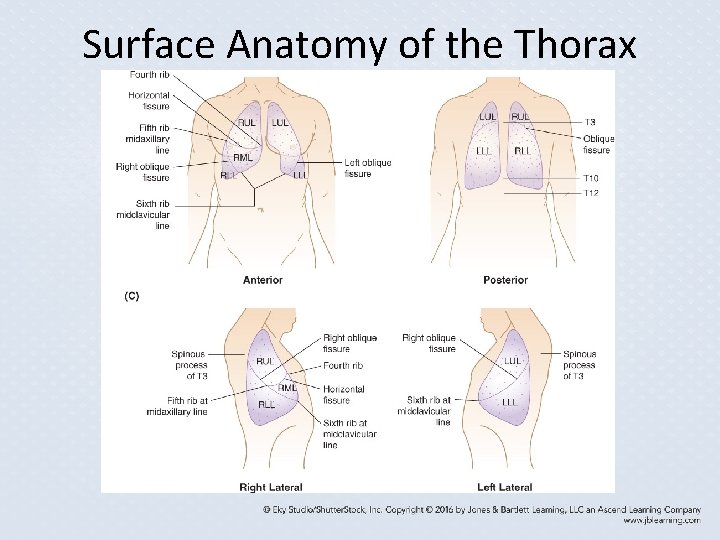 Surface Anatomy of the Thorax Surface Anatomy of the Thorax