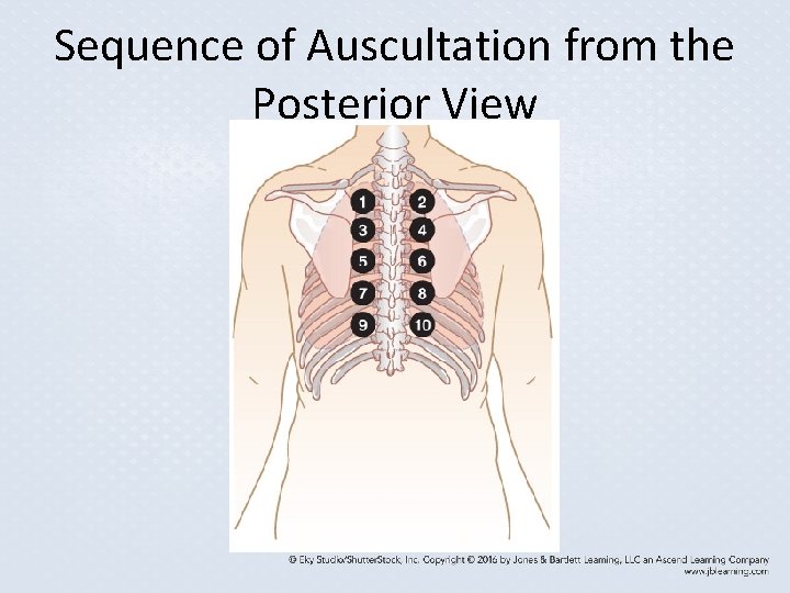 Sequence of Auscultation from the Posterior View Sequence of Auscultation from the Posterior View