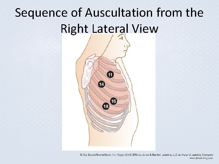 Sequence of Auscultation from the Right Lateral View Sequence of Auscultation from the Right Lateral View