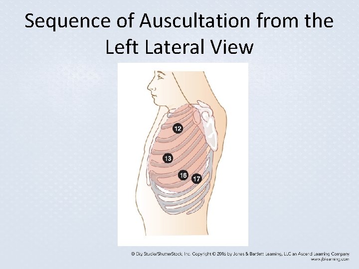 Sequence of Auscultation from the Left Lateral View Sequence of Auscultation from the Left Lateral View