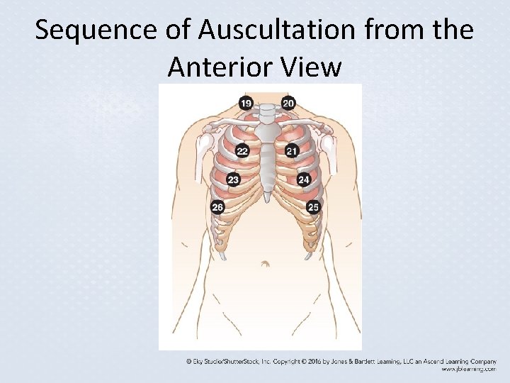 Sequence of Auscultation from the Anterior View Sequence of Auscultation from the Anterior View