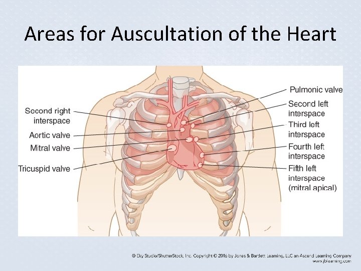 Areas for Auscultation of the Heart Areas for Auscultation of the Heart