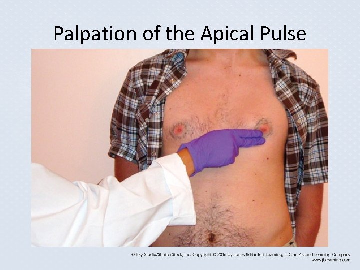 Palpation of the Apical Pulse Palpation of the Apical Pulse