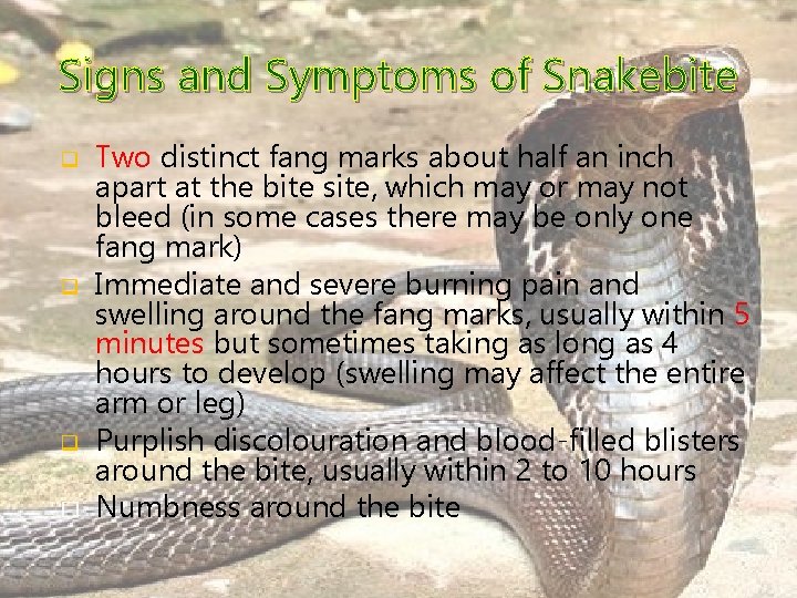 Signs and Symptoms of Snakebite q q q � Two distinct fang marks about