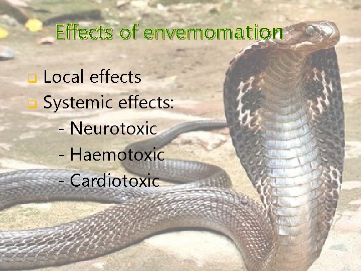 Effects of envemomation q q Local effects Systemic effects: - Neurotoxic - Haemotoxic -