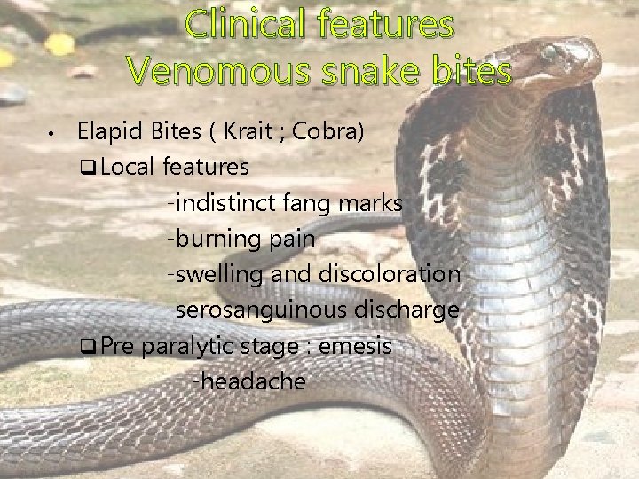 Clinical features Venomous snake bites • Elapid Bites ( Krait ; Cobra) q Local