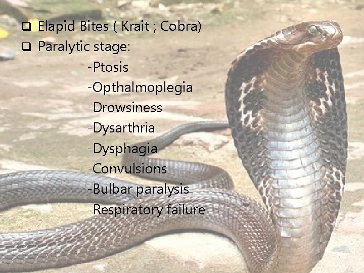 Elapid Bites ( Krait ; Cobra) q Paralytic stage: -Ptosis -Opthalmoplegia -Drowsiness -Dysarthria -Dysphagia