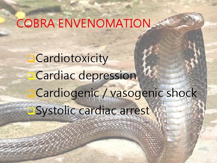 COBRA ENVENOMATION q. Cardiotoxicity q. Cardiac depression q. Cardiogenic / vasogenic shock q. Systolic