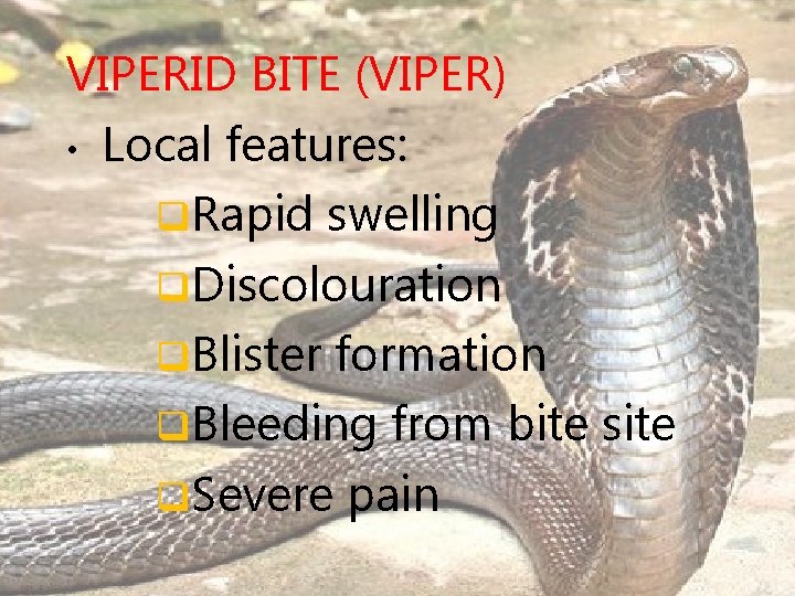 VIPERID BITE (VIPER) • Local features: q. Rapid swelling q. Discolouration q. Blister formation