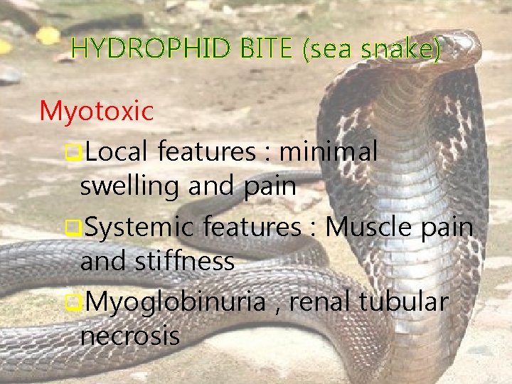 HYDROPHID BITE (sea snake) Myotoxic q. Local features : minimal swelling and pain q.