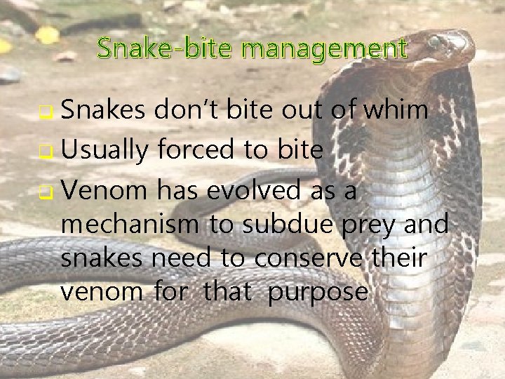 Snake-bite management Snakes don’t bite out of whim q Usually forced to bite q