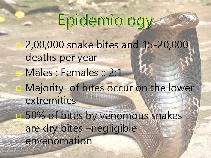 Epidemiology q q 2, 000 snake bites and 15 -20, 000 deaths per year