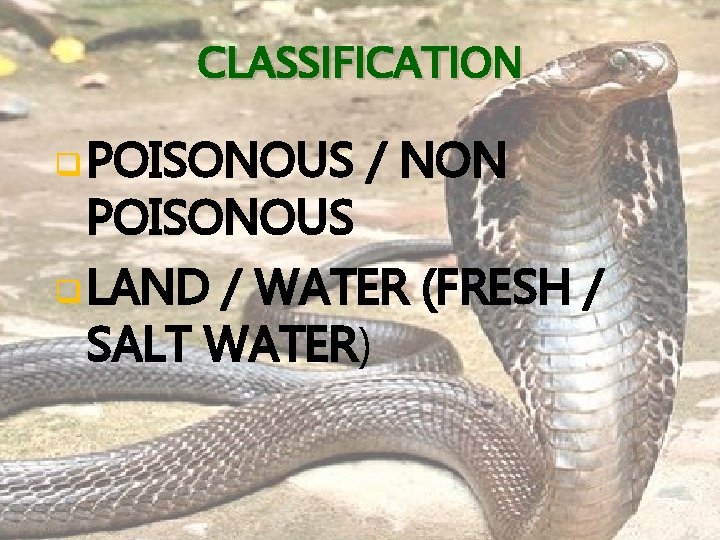 CLASSIFICATION q POISONOUS / NON POISONOUS q LAND / WATER (FRESH / SALT WATER)