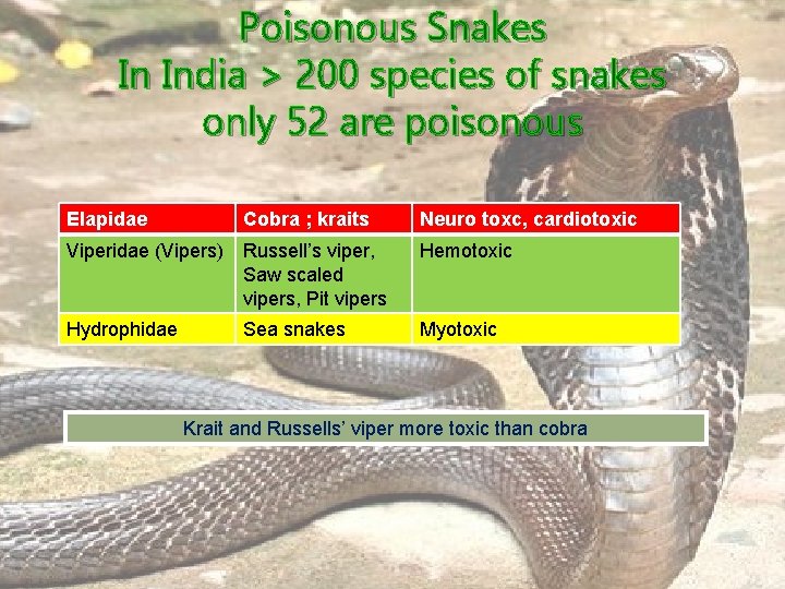 Poisonous Snakes In India > 200 species of snakes only 52 are poisonous Elapidae