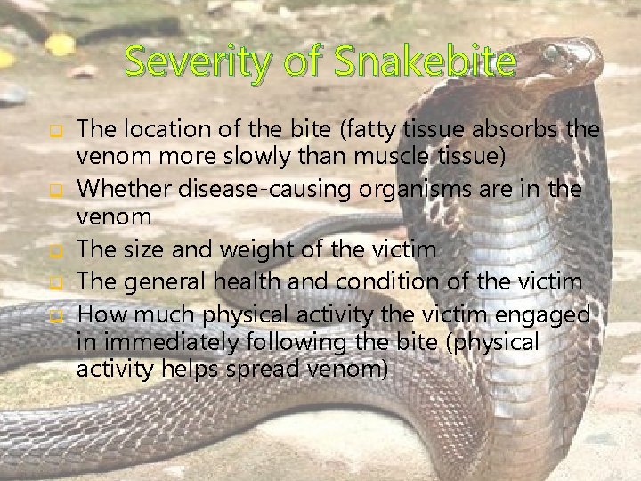 Severity of Snakebite q q q The location of the bite (fatty tissue absorbs