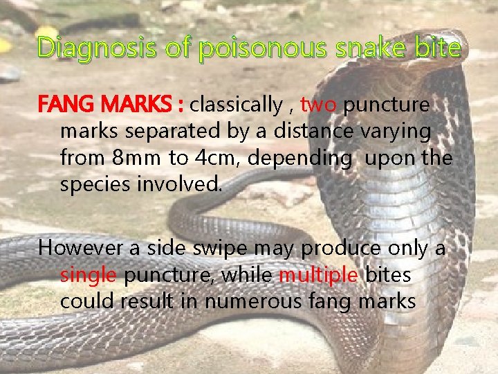 Diagnosis of poisonous snake bite FANG MARKS : classically , two puncture marks separated