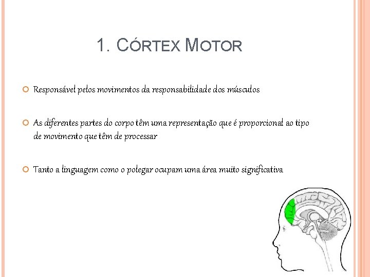 1. CÓRTEX MOTOR Responsável pelos movimentos da responsabilidade dos músculos As diferentes partes do