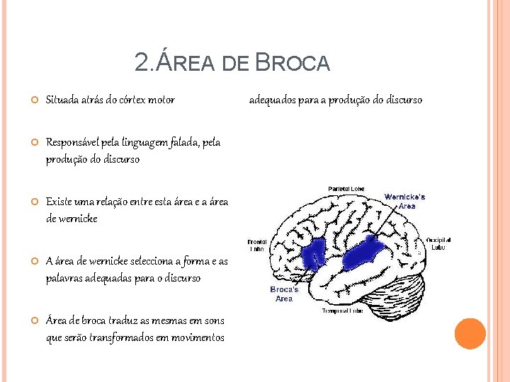 2. ÁREA DE BROCA Situada atrás do córtex motor Responsável pela linguagem falada, pela