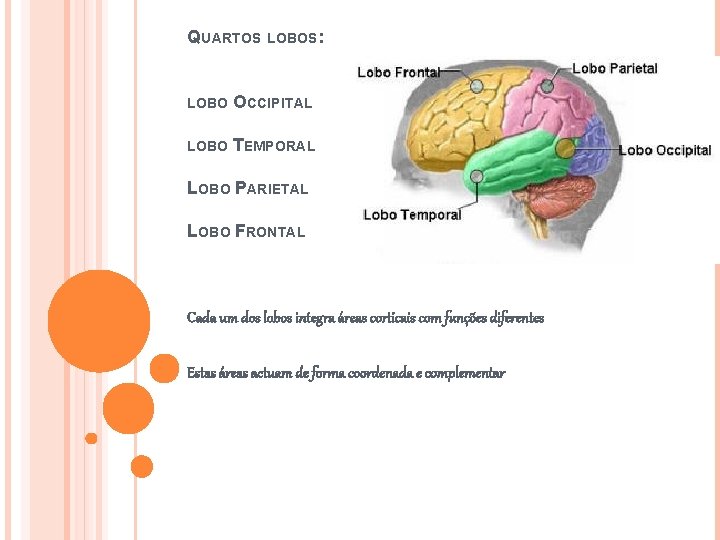 QUARTOS LOBOS: LOBO OCCIPITAL LOBO TEMPORAL LOBO PARIETAL LOBO FRONTAL Cada um dos lobos