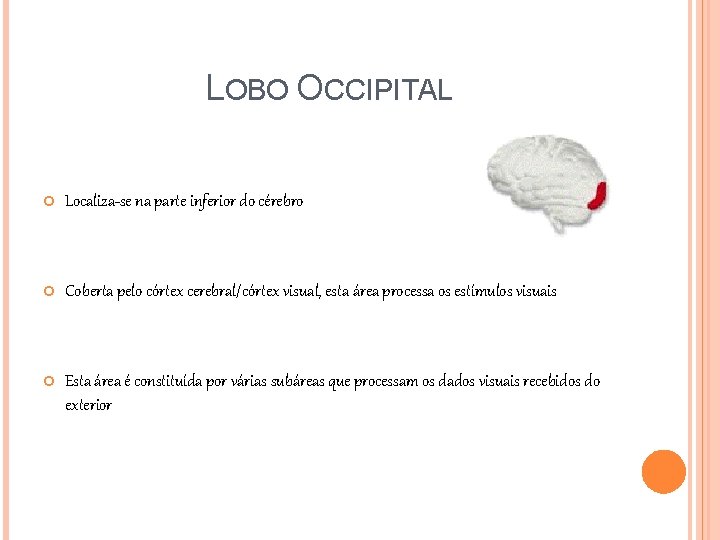 LOBO OCCIPITAL Localiza-se na parte inferior do cérebro Coberta pelo córtex cerebral/córtex visual, esta