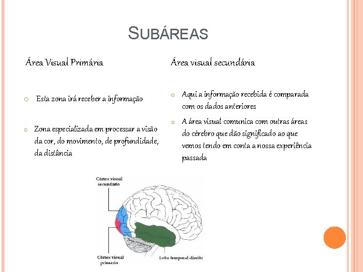 SUBÁREAS Área Visual Primária o Esta zona irá receber a informação o Zona especializada