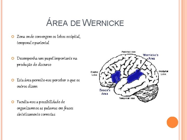 ÁREA DE WERNICKE Zona onde convergem os lobos occipital, temporal e pariental Desempenha um