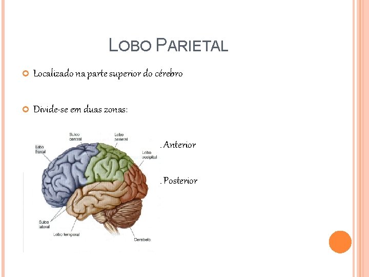 LOBO PARIETAL Localizado na parte superior do cérebro Divide-se em duas zonas: Zona Anterior