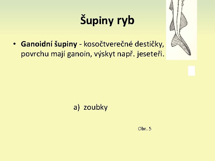 Šupiny ryb • Ganoidní šupiny - kosočtverečné destičky, na povrchu mají ganoin, výskyt např.