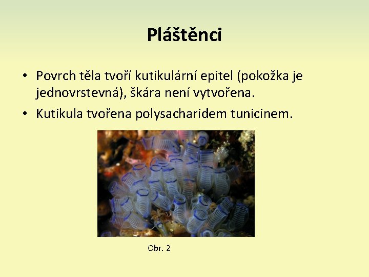 Pláštěnci • Povrch těla tvoří kutikulární epitel (pokožka je jednovrstevná), škára není vytvořena. •