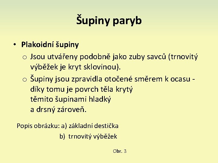 Šupiny paryb • Plakoidní šupiny o Jsou utvářeny podobně jako zuby savců (trnovitý výběžek