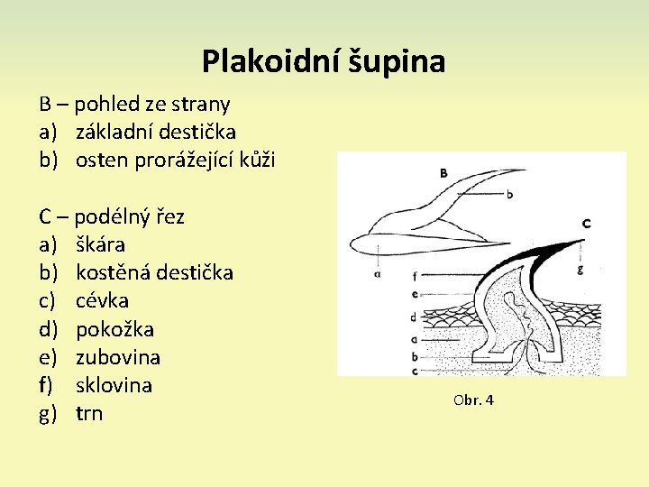 Plakoidní šupina B – pohled ze strany a) základní destička b) osten prorážející kůži